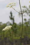 Water cowbane